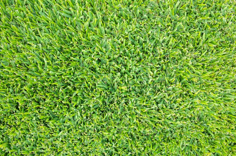 Walter Buffalo Grass on the Central Coast