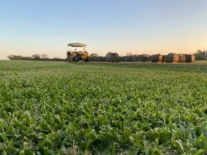 Turf Supplies Central Coast
