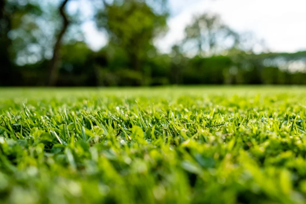 close up of Sir Walter Buffalo grass in a central coast field