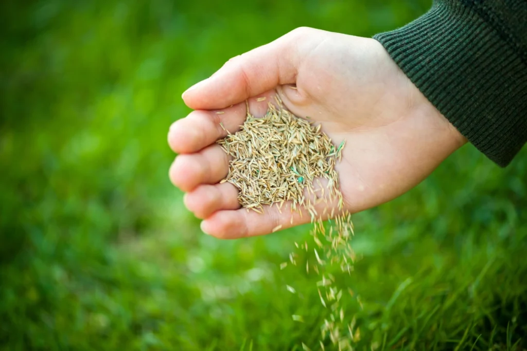 Peats Ridge Fertilizing Grass
