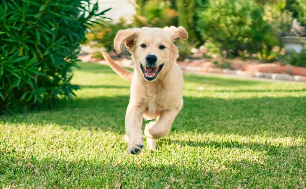 Peats Ridge Pet Friendly Grass
