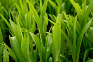 Kikuyu Grass 1