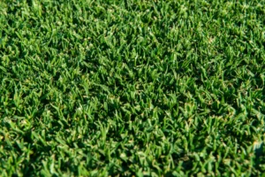Kikuyu Grass 2