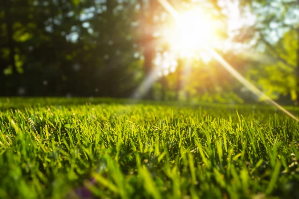Kikuyu Grass 4