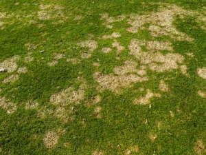 Common grass diseases Central Coast