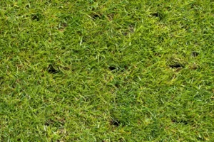 Aerating Grass Benefits