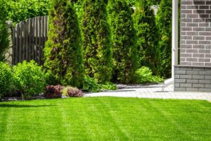 Sir Walter Buffalo turf in backyard