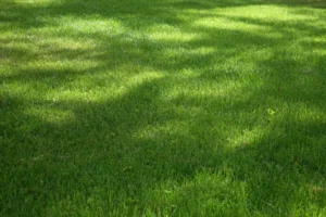 Best Turf for Shaded Backyards