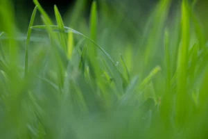 Kikuyu Turf Central Coast 2