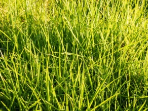 Low-Maintenance Landscaping with Kikuyu