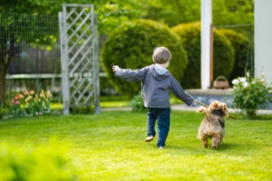 Why Kikuyu Turf Is Perfect for Your Pets