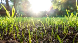 How Long Does It Take for New Turf to Establish