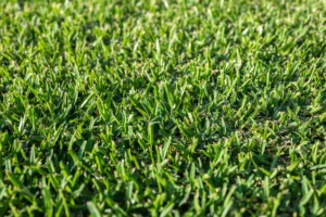 Kikuyu Grass for Sunny Backyards